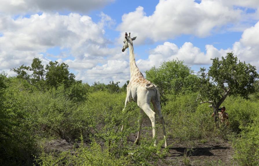 La última jirafa blanca del mundo estará controlada por GPS