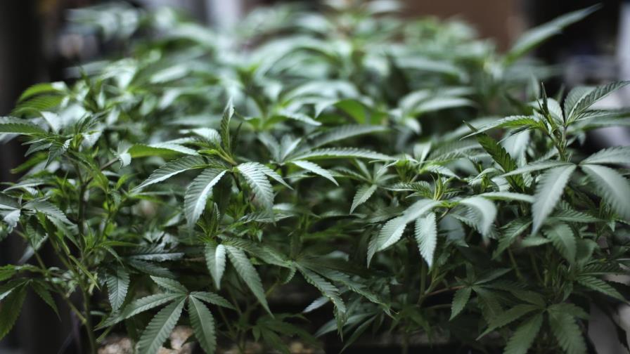EEUU: Representantes aprueban propuesta sobre marihuana