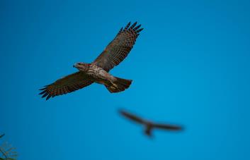 Conservación del gavilán de La Hispaniola con logros notables Conservación del gavilán de La Hispaniola con logros notables