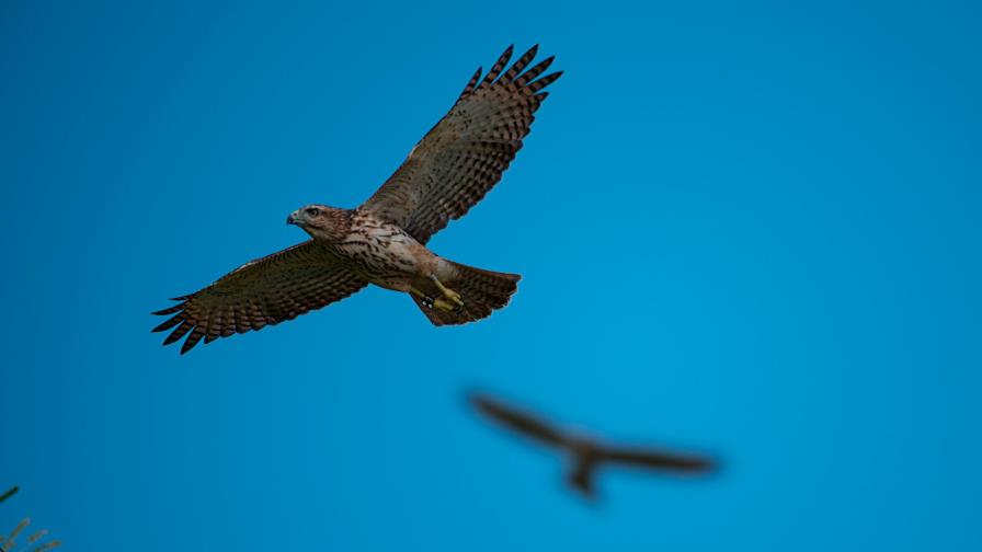 Conservación del gavilán de La Hispaniola con logros notables