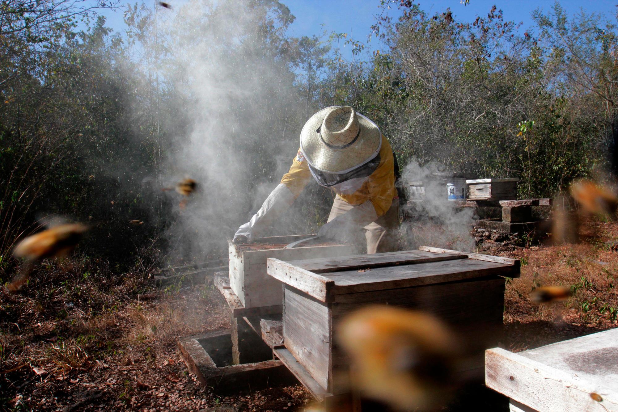 Un apicultor de la agrupación Kanan Kaboob (cuidadores de abejas) mientras trabaja, en el poblado de Leona Vicario, en el estado mexicano de Quintana Roo (México). Leydi Pech, una de las apicultoras más antiguas de la región de Hopelchén, en el estado mexicano de Campech.
