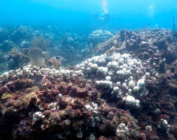 Aumento prematuro de temperatura amenaza corales en el Caribe