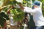 Agricultura inicia cosecha plátanos en La Cruz de Manzanillo