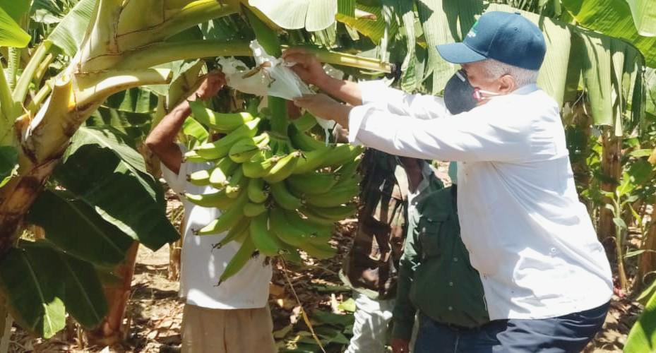 Agricultura inicia cosecha plátanos en La Cruz de Manzanillo