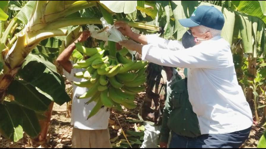 Agricultura inicia cosecha plátanos en La Cruz de Manzanillo