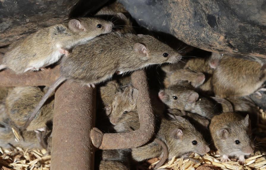 Plaga de ratones destructivos atormenta a los australianos