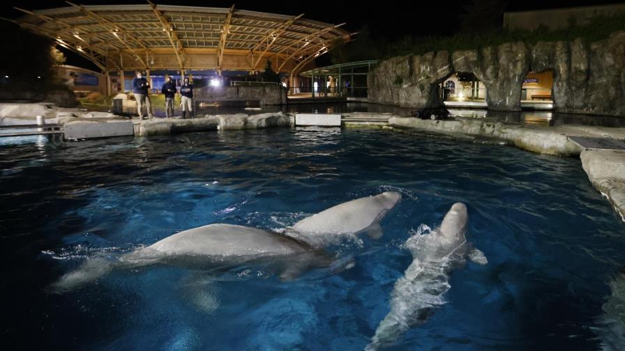 Acuario: Se enferma segunda beluga llevada de Canadá a EEUU
