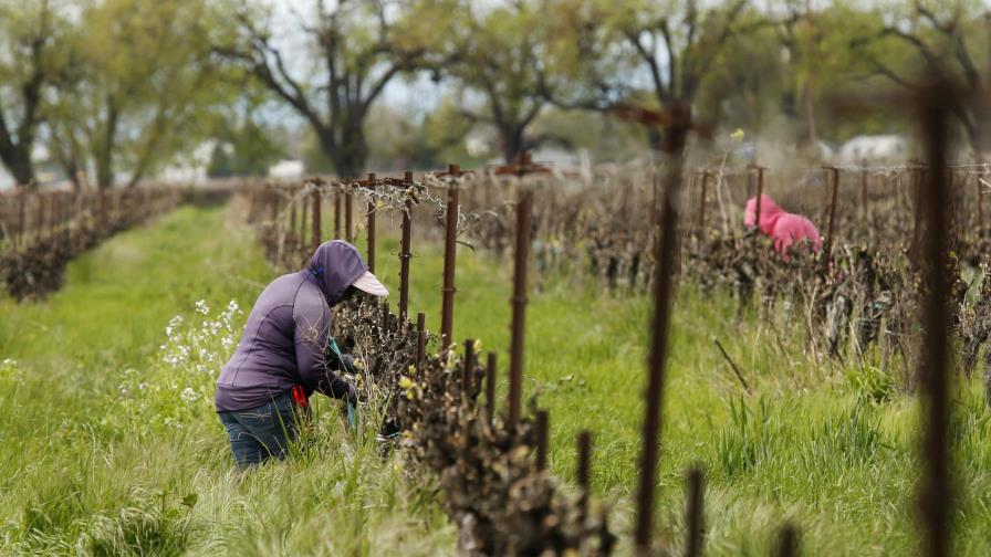 Permiten que trabajadores agrícolas crucen frontera a EEUU