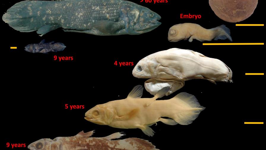 Estudio revela que pez fósil puede vivir hasta 100 años