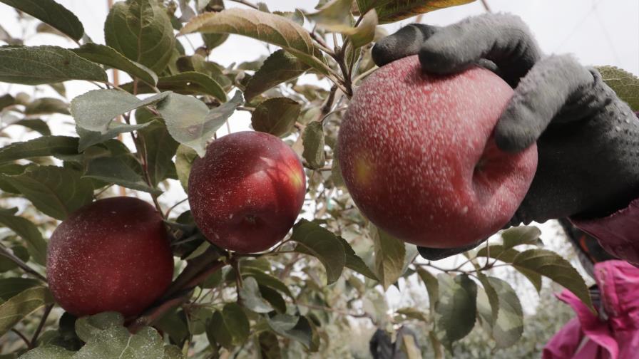 Nueva variedad de manzana debutará en EEUU en diciembre
