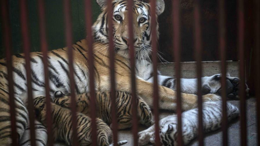 Nacen en Cuba 4 tigres de Bengala; uno de ellos es blanco