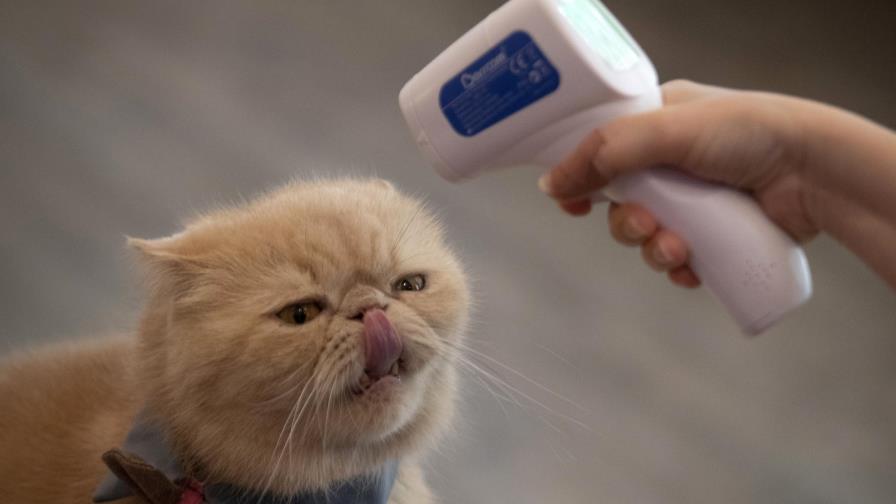 Gatos asintomáticos propagan el coronavirus a otros gatos