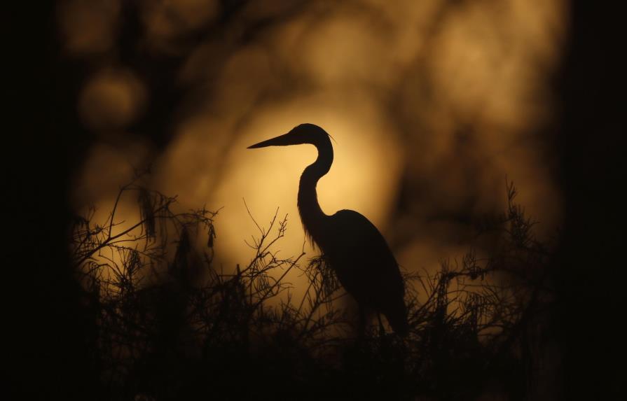 Everglades: Una batalla contra el reloj... y el clima