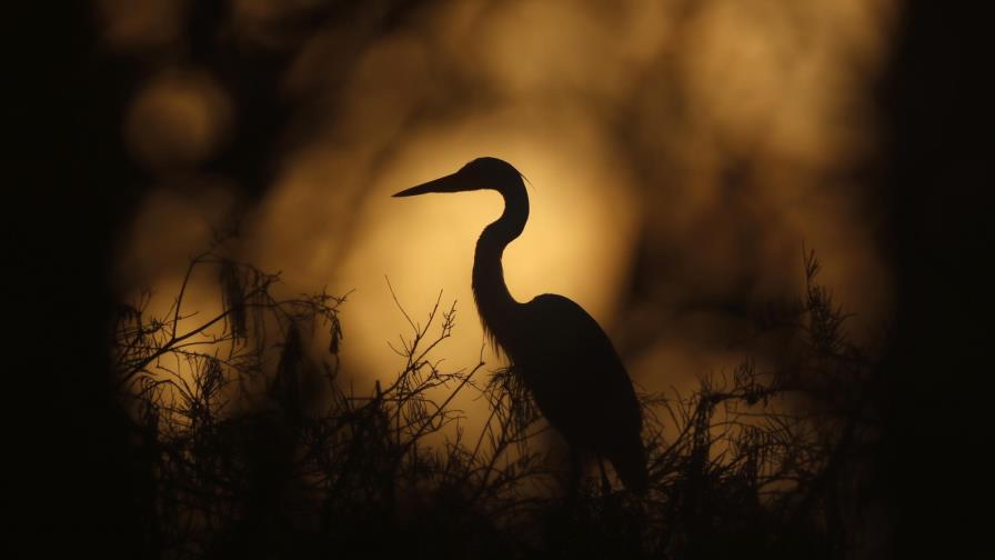 Everglades: Una batalla contra el reloj... y el clima