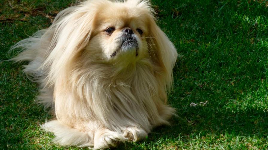 Los fuegos lo asustan Los fuegos lo asustan