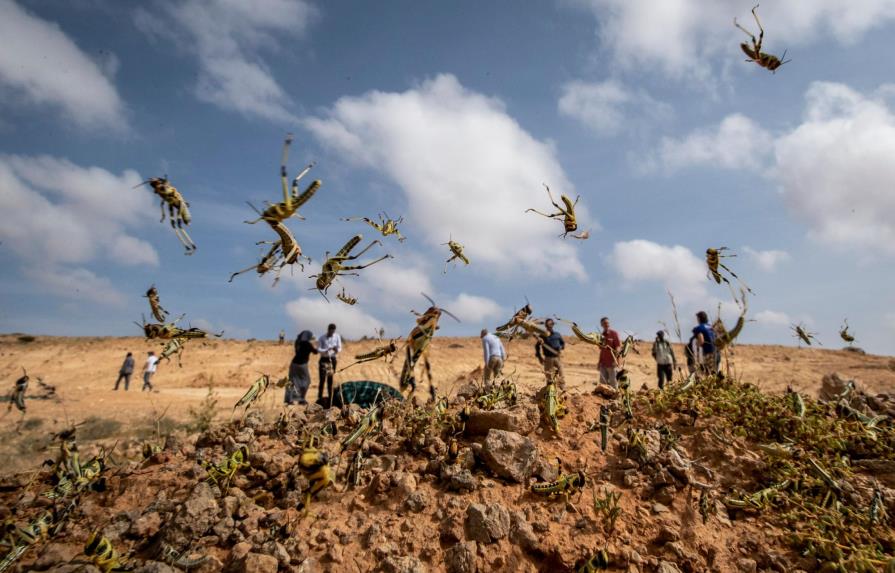 Plaga de langostas de África oriental se extiende al Congo