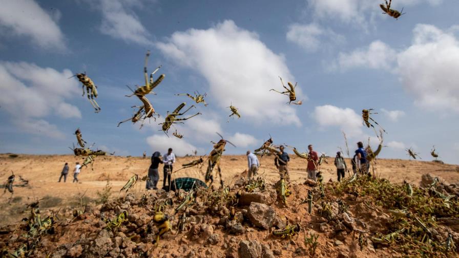 Plaga de langostas de África oriental se extiende al Congo Plaga de langostas de África oriental se extiende al Congo