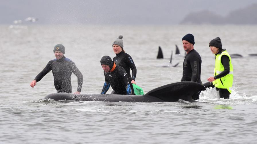 Casi 500 ballenas han encallado en una isla de Australia