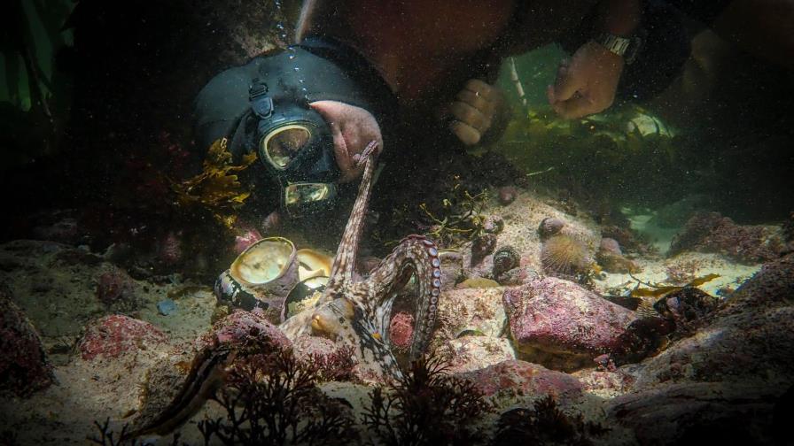 Sudáfrica celebra con “My Octopus Teacher” su primer Óscar a un documental