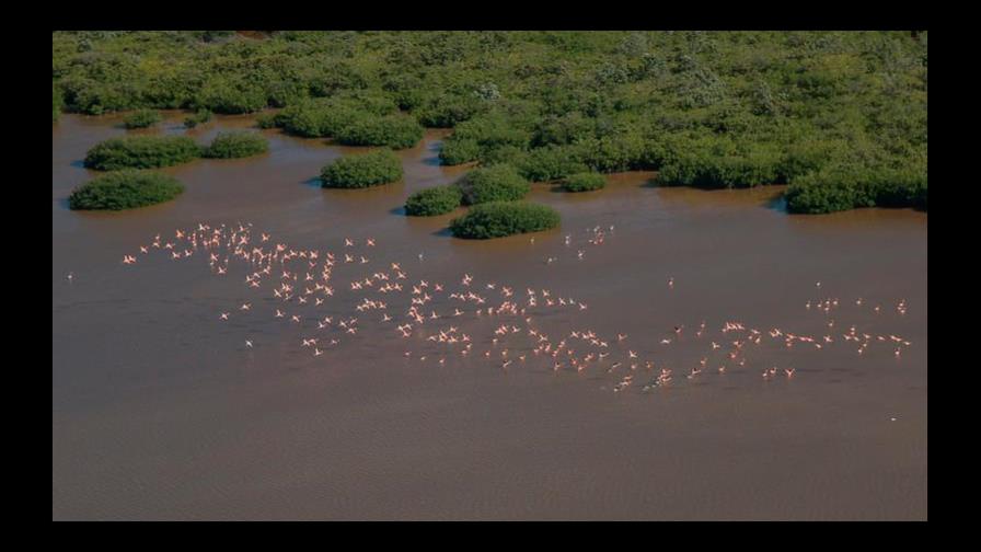 Educando para salvar  nuestros manglares