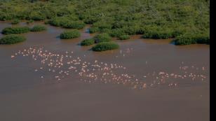 Manglares, eneales, dragales... ¿de qué hablamos?