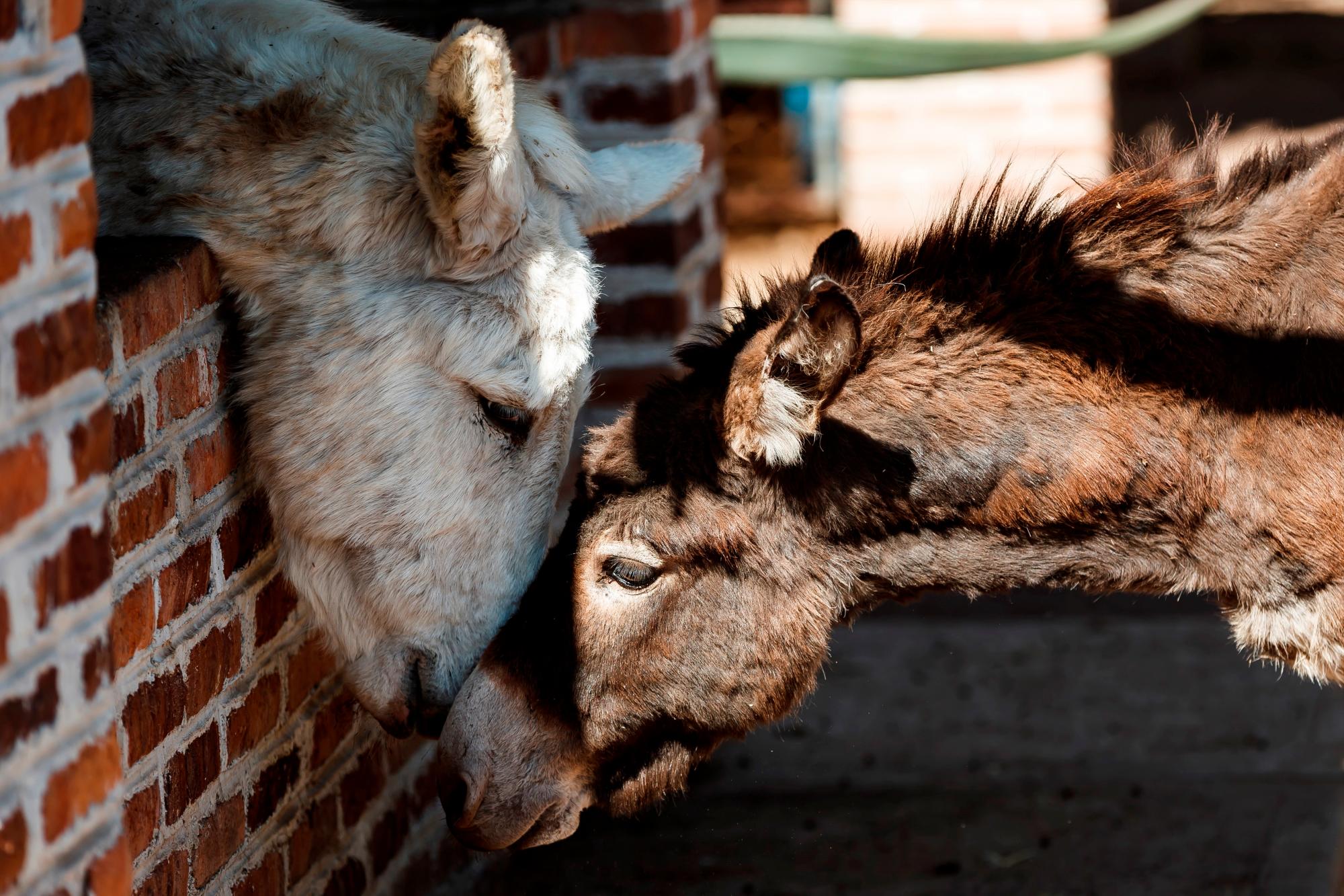 Fotografía fechada el 10 de febrero del 2020 que dos burros en el Parque Burrolandia, en la comunidad de Otumba, en el Estado de México (México). 