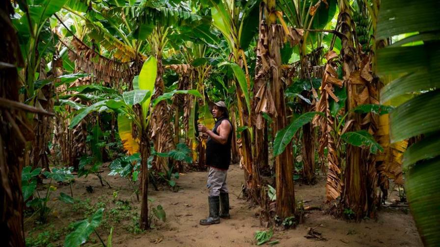 La crisis y el hambre ruralizan las ciudades de Venezuela