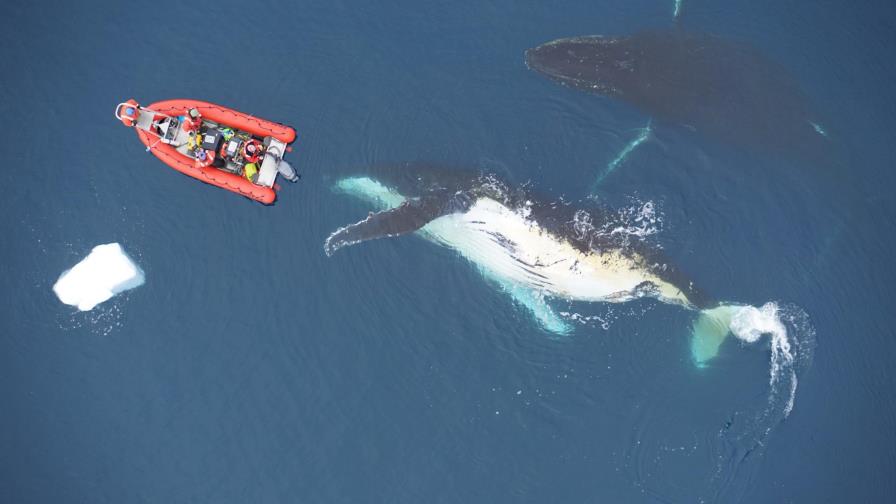 Estudio: La dieta influye en el tamaño de las ballenas