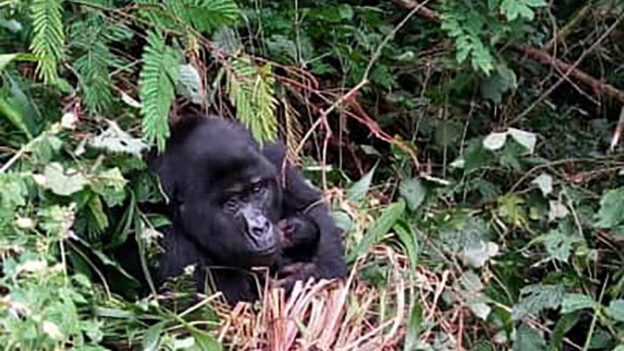 Uganda reporta 2 nuevas crías de gorila en parque nacional Uganda reporta 2 nuevas crías de gorila en parque nacional