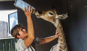 Perro se hace amigo de jirafa huérfana en Sudáfrica