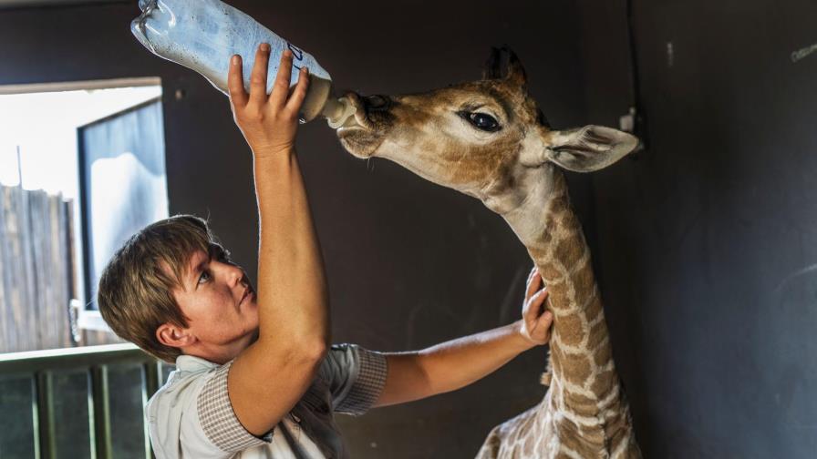 Perro se hace amigo de jirafa huérfana en Sudáfrica