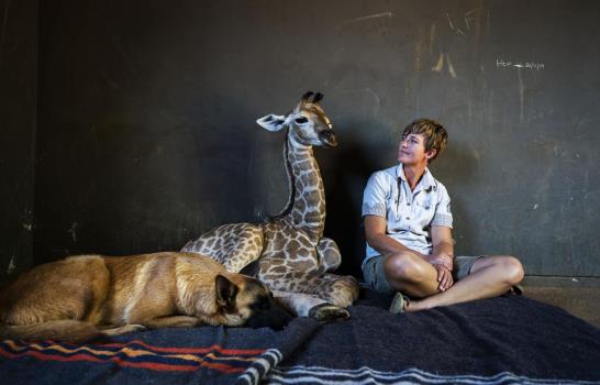 Muere jirafita de la que se hizo amigo un perro Muere jirafita de la que se hizo amigo un perro