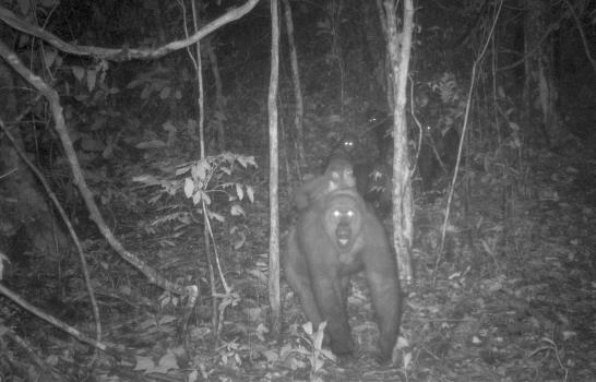 Nigeria: Conservacionistas fotografían a gorilas con crías