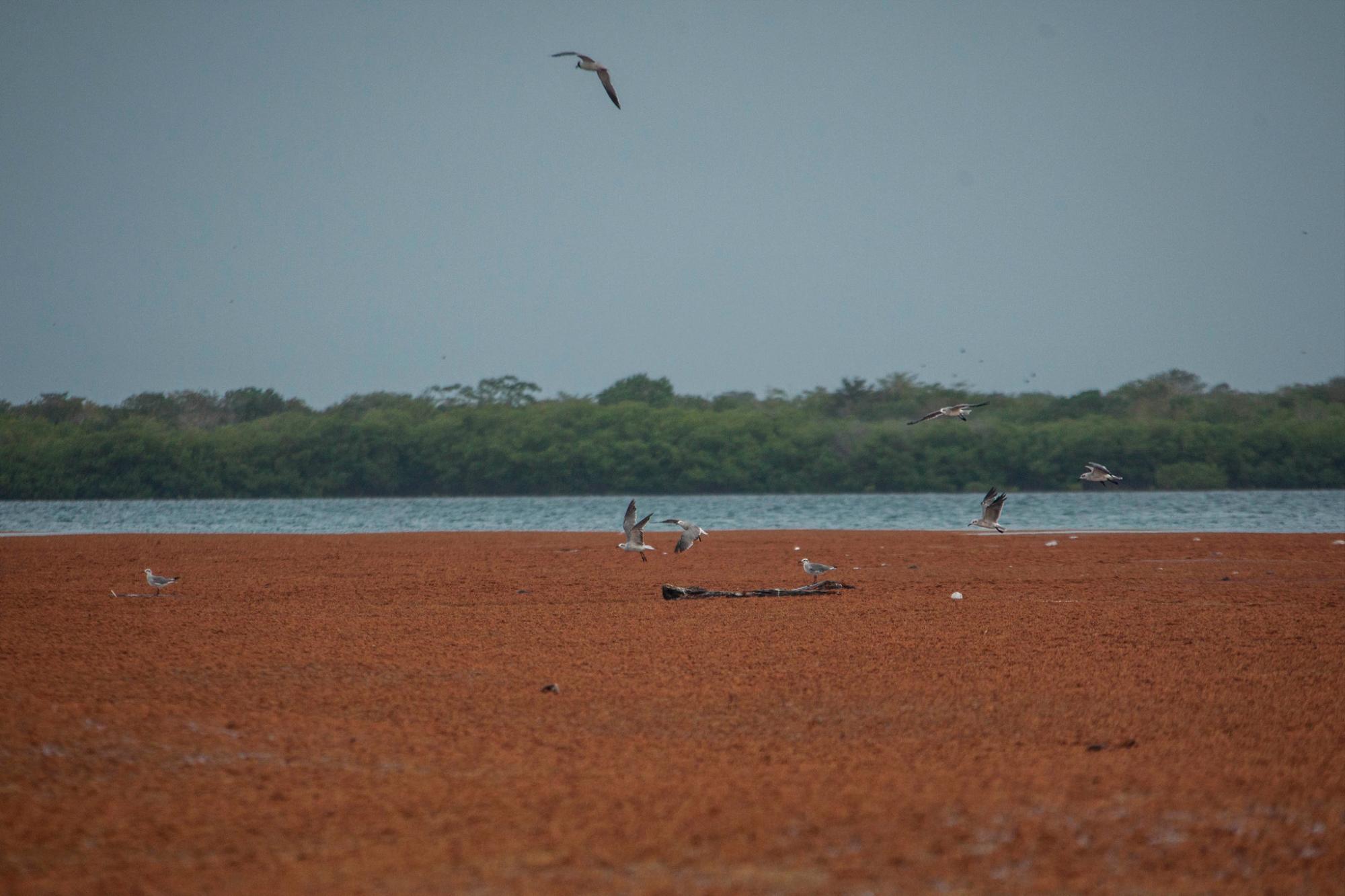 Gaviotas se posan en una mancha de sargazo en el Canal de Catuano, frente a la Isla Saona, en 2017.