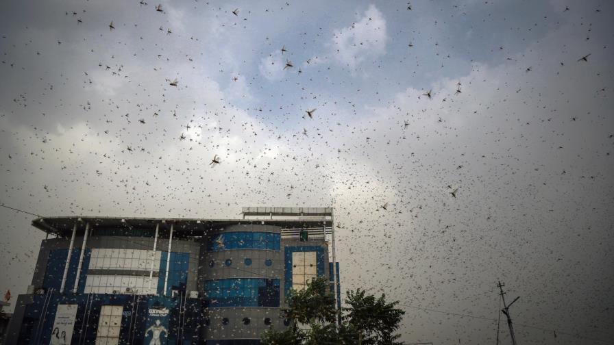 Una plaga de langostas amenaza las cosechas en India Una plaga de langostas amenaza las cosechas en India