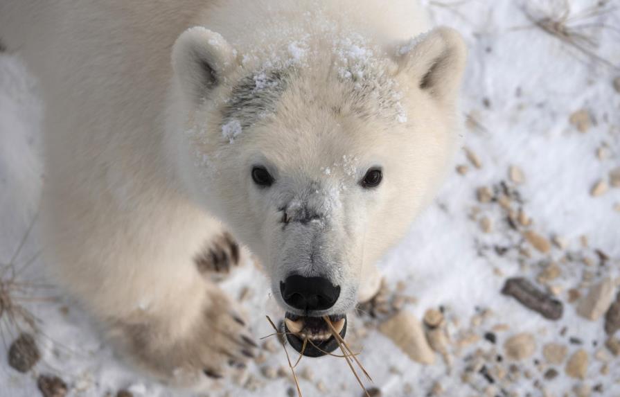 AP EXPLICA: Calentamiento afecta banquisa ártica, oso polar
