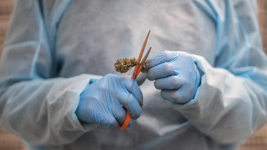 Industria pionera del cannabis en Uruguay sufre cimbronazo Industria pionera del cannabis en Uruguay sufre cimbronazo