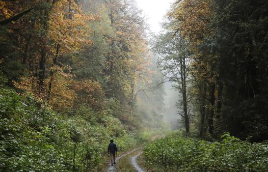 Dilema moral: Matanza de una especie animal para salvar otra Dilema moral: Matanza de una especie animal para salvar otra