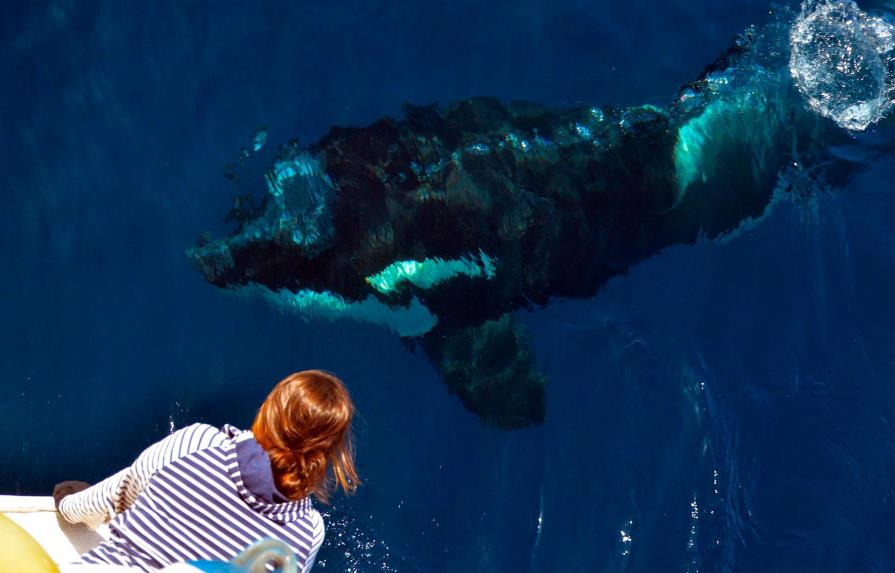 Muere en parque de San Diego orca de 6 años y activistas piden investigación