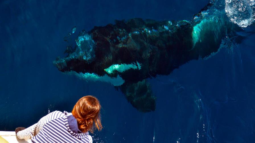 Muere en parque de San Diego orca de 6 años y activistas piden investigación