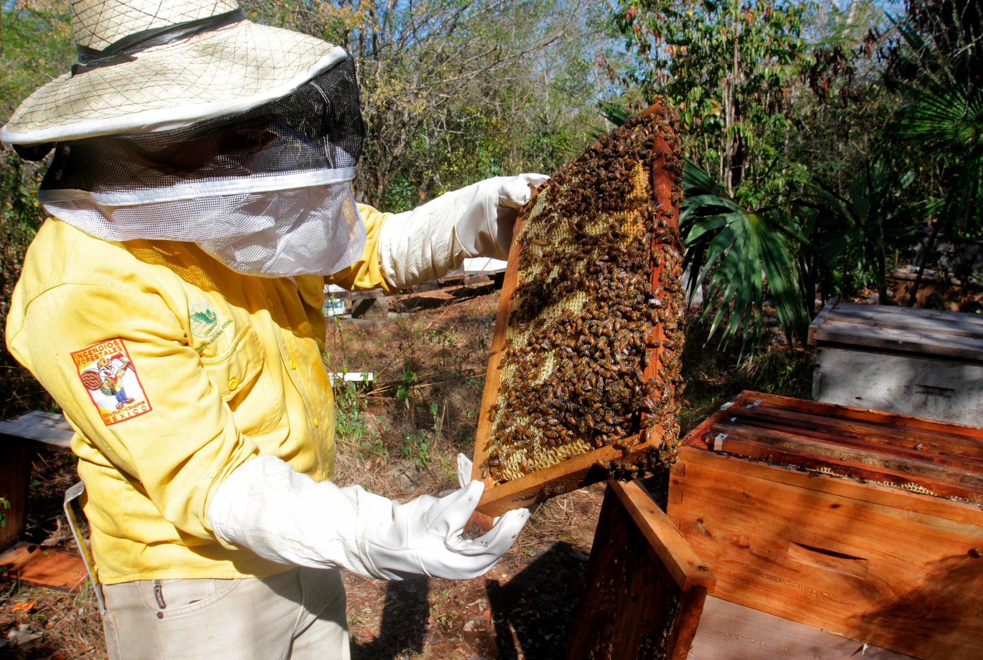 Un apicultor de la agrupación Kanan Kaboob (cuidadores de abejas) muestra un puñado de abejas muertas.