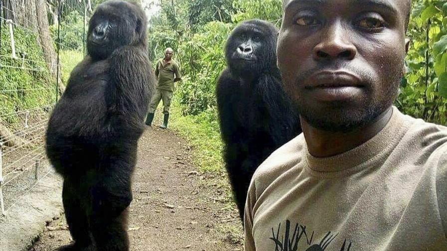 Muere en Congo una gorila famosa que posó para una selfie Muere en Congo una gorila famosa que posó para una selfie