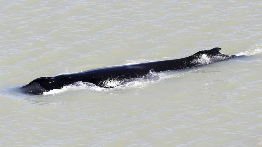 Australianos quieren sacar a ballena de río con cocodrilos