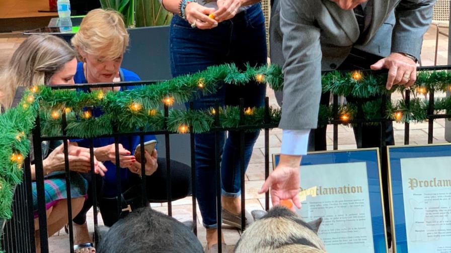 “Viva el lechón libre”, el grito de la ceremonia del perdón porcino en Miami