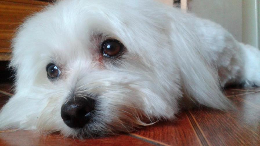 Se bebe su propio pipí...