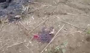 Reportes: Tropas de Myanmar queman vivas a 11 personas