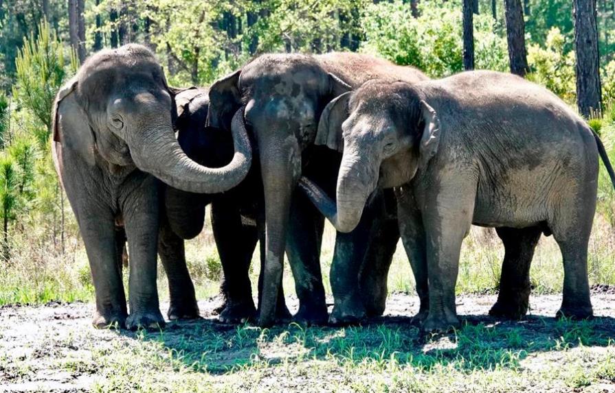 Llegan elefantes “jubilados” de circos a su nueva reserva natural en Florida