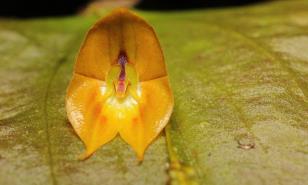 Descubren una rara especie de orquídea gigante en Ecuador