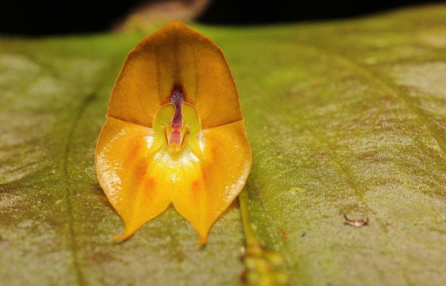 Descubren una rara especie de orquídea gigante en Ecuador