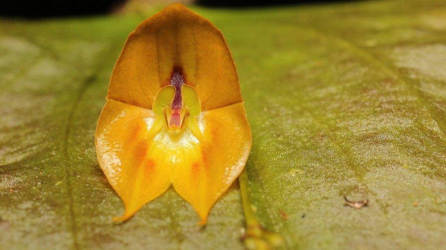 Descubren una rara especie de orquídea gigante en Ecuador Descubren una rara especie de orquídea gigante en Ecuador